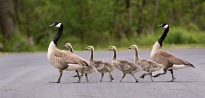 WILD GEESE