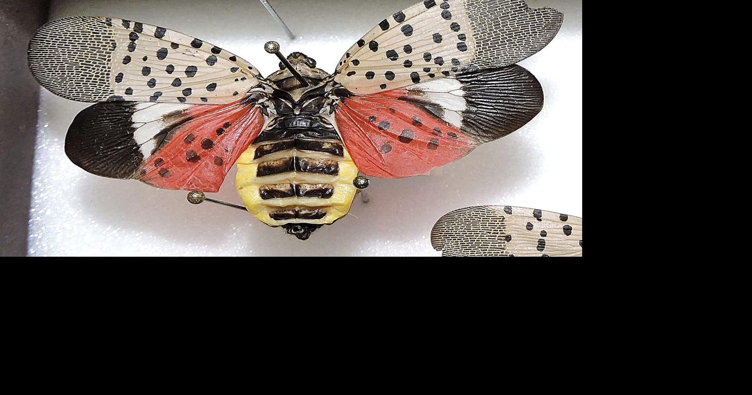 Invasive insect arrives in Winchester | Local-news | nvdaily.com