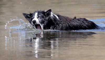 WILD RIVER DOG