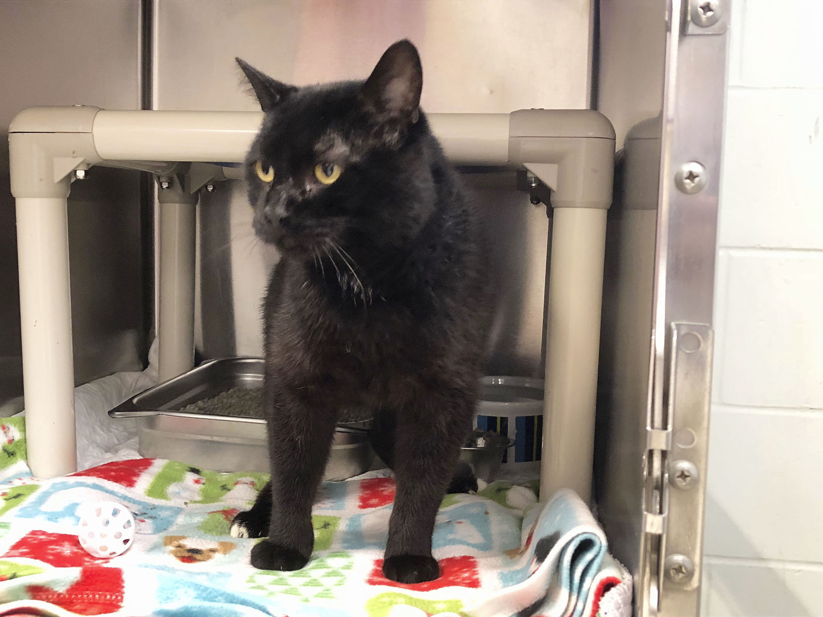 front royal animal shelter