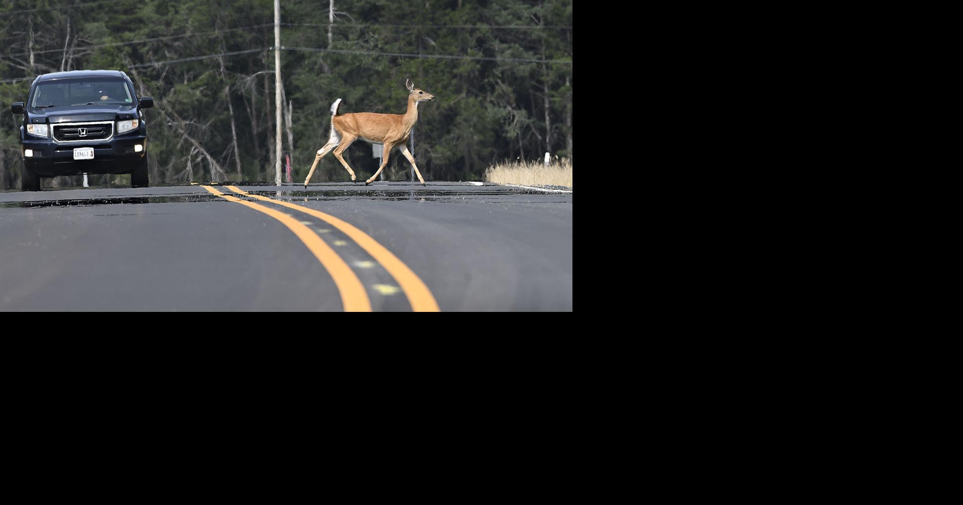 Borden Mowery Drive extension opens