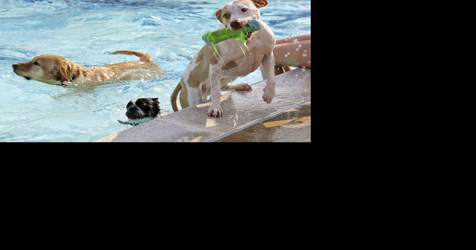 Dogs celebrate end of summer with pool party | Entertainment | nvdaily.com