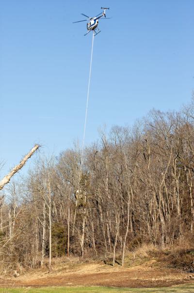 WILD TREE TRIMMING