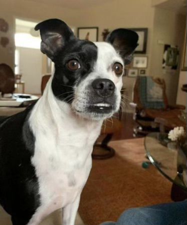 Pepsi the dog