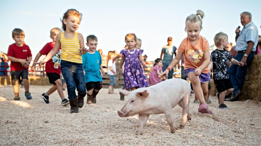 Large crowd gathers for annual pig scramble at Shenandoah County Fair
