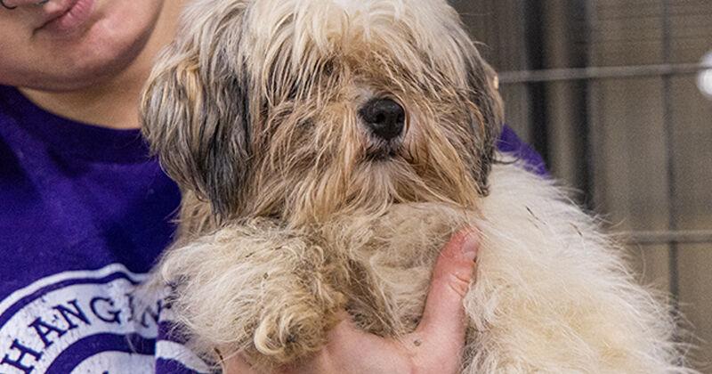 Arrest made in child neglect case in Plymouth County