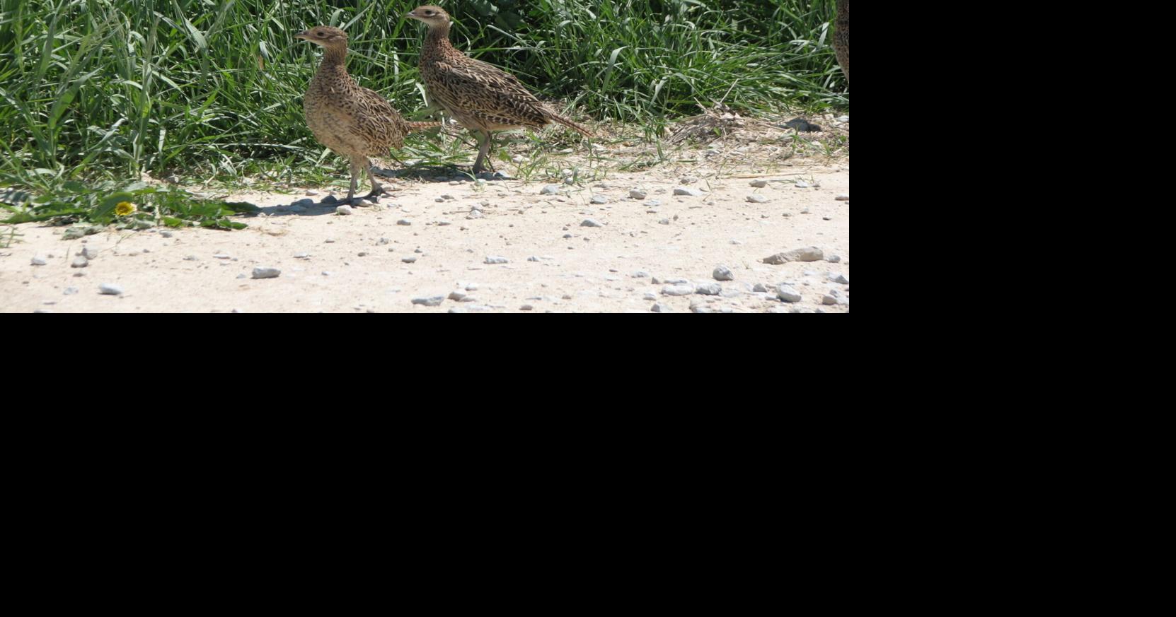 Decades of August roadside surveys in Iowa show wildlife and habitat changes