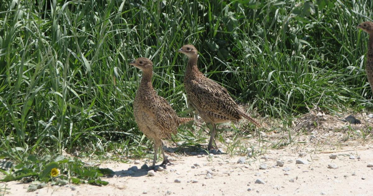Decades of August roadside surveys in Iowa show wildlife and habitat changes