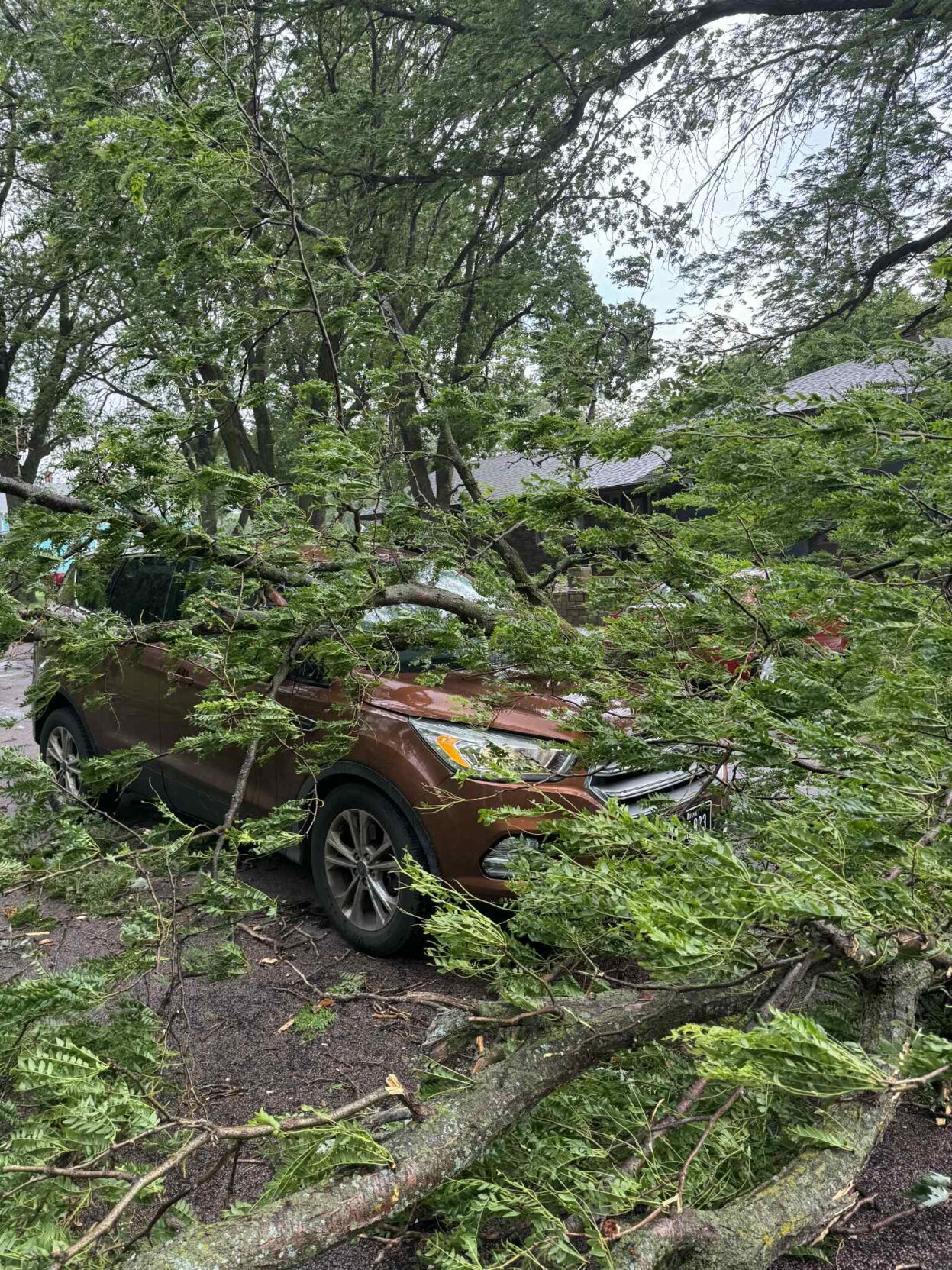 Car Rocking Recorded Tree falls on car driving in Rock Rapids | News | nwestiowa.com