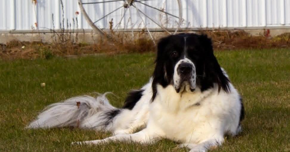 A gentle giant: Samson's road to recovery