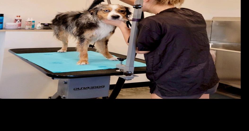 Dordt student opens dog grooming business Sioux Center News