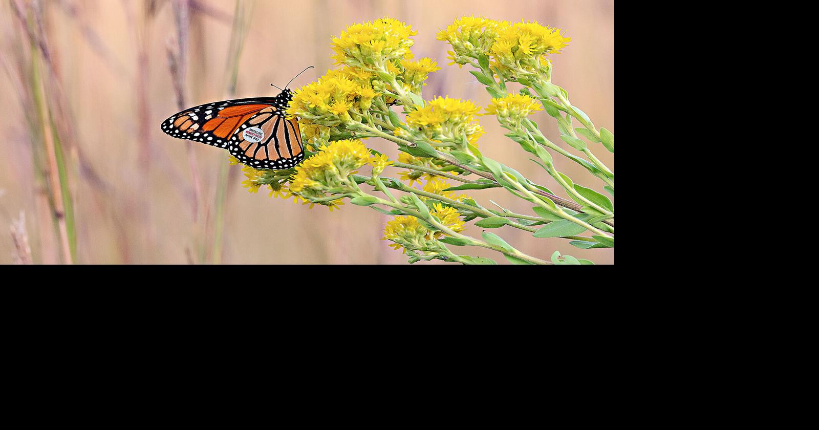 Busy bees