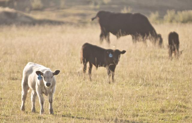 Wetland Reserve Program land available for haying, grazing | News