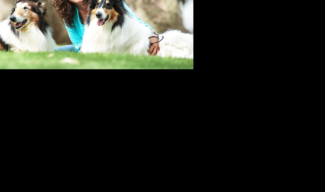 Saving Lives One Collie At A Time News Nwestiowa Com