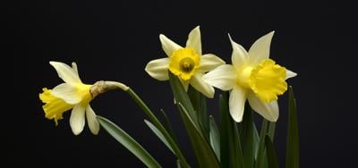 Daffodils