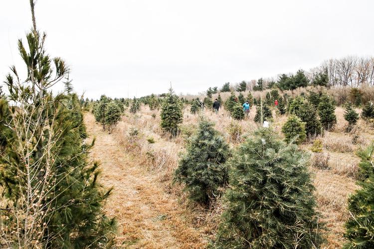 Growing tradition Discover