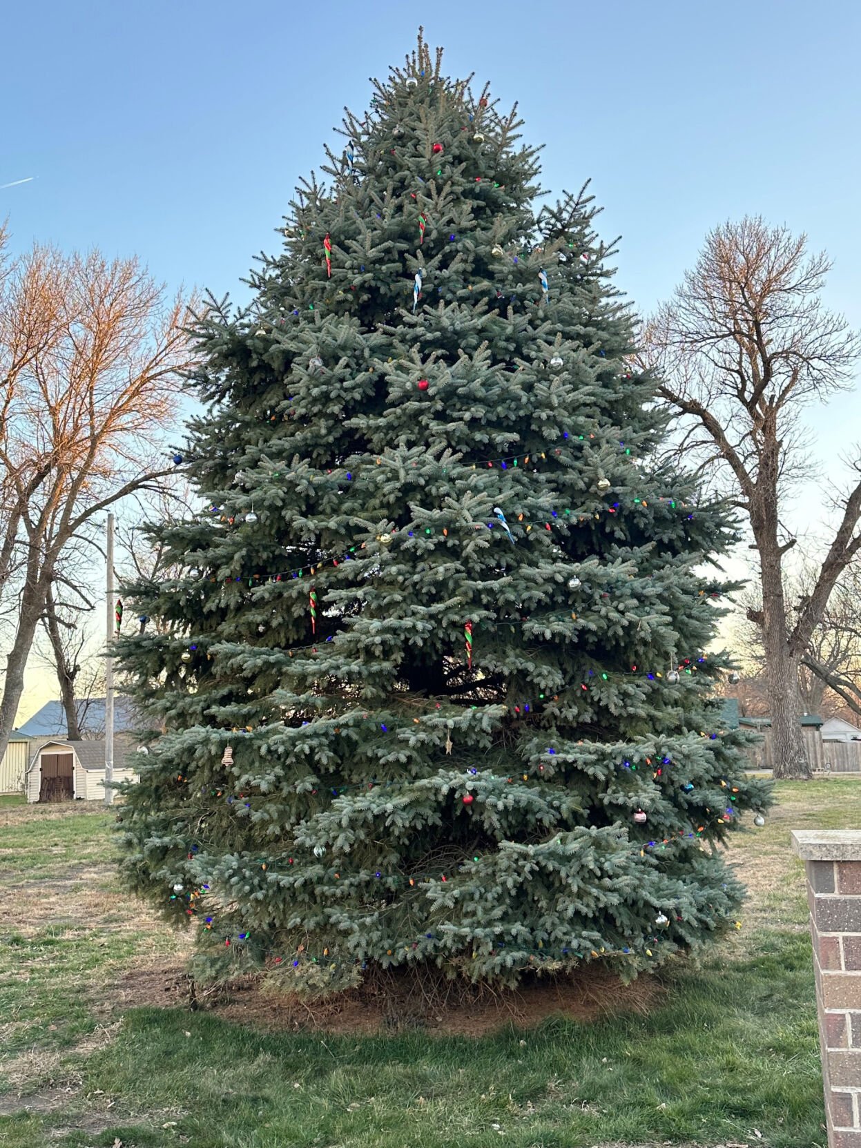 Ashton ready to light special Christmas tree Mailsun