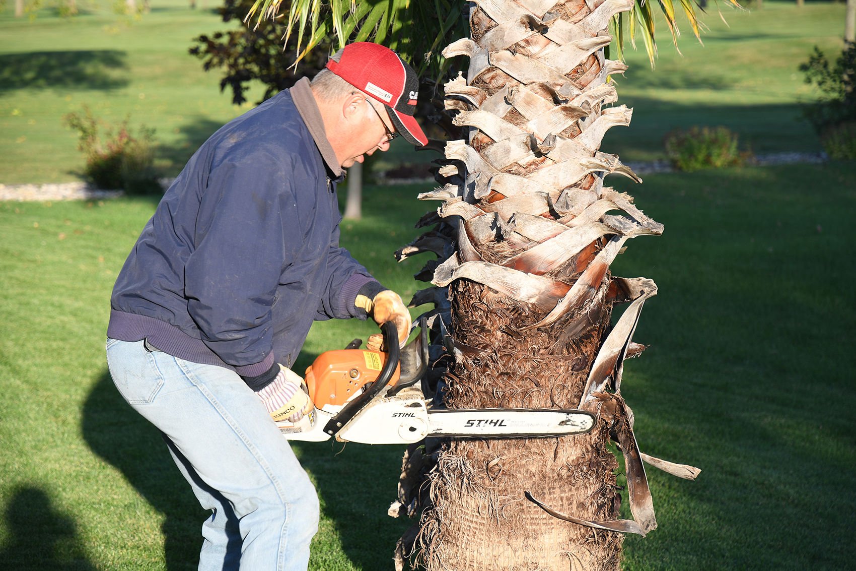 electric palm tree trimmer