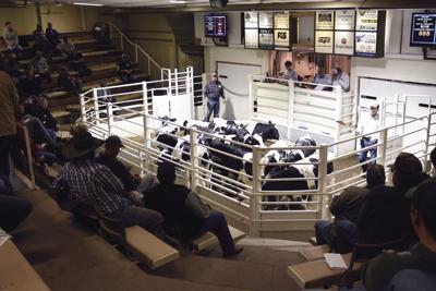 Sale Barn Facilitates True Market Value Of Livestock Sioux