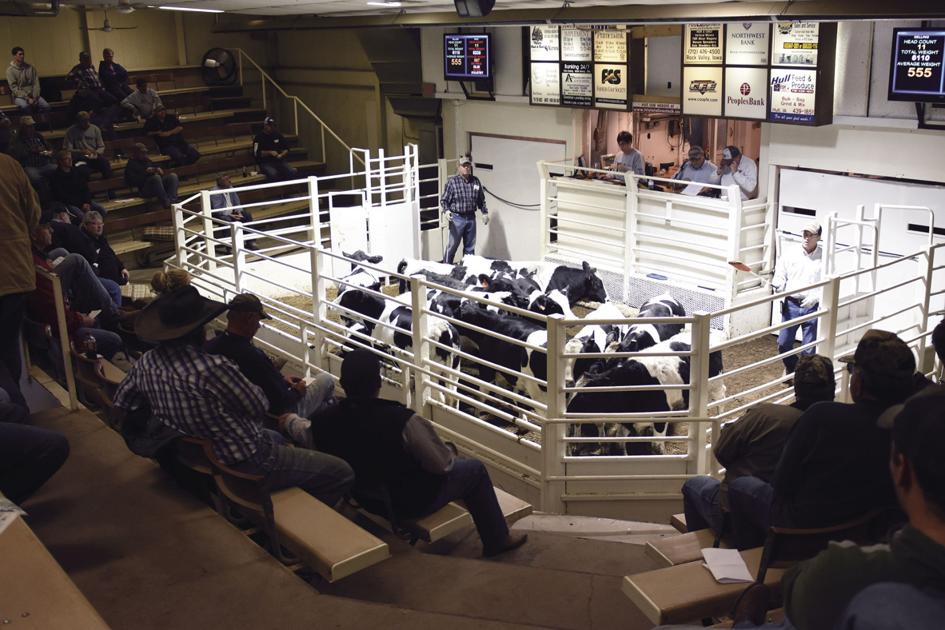 Sale barn facilitates ‘true market value’ of livestock Sioux Center