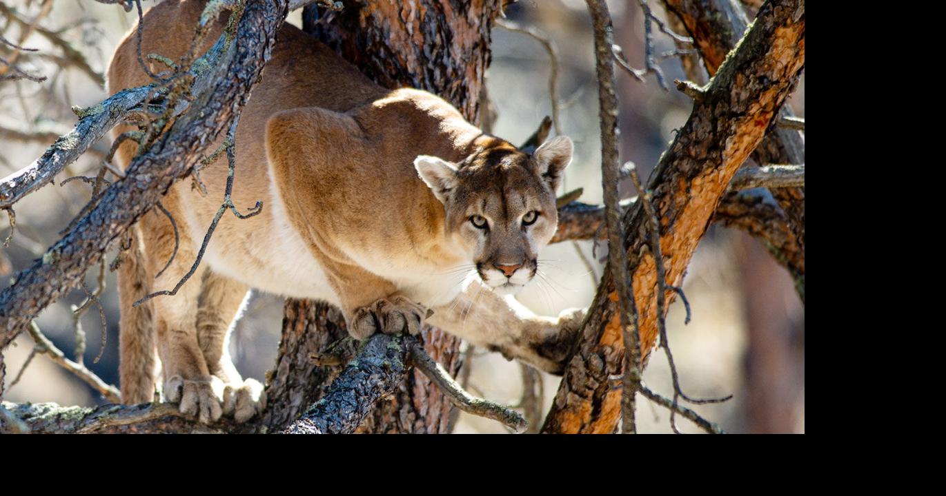 Nebraska mountain lion spotted in N’West Iowa