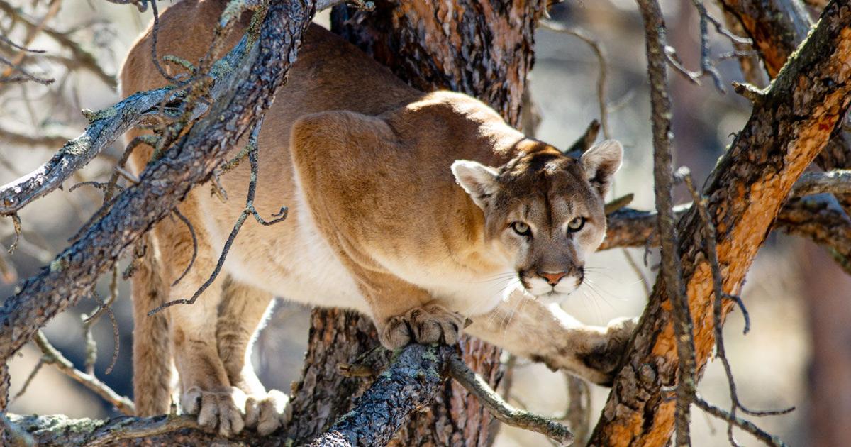 Nebraska mountain lion spotted in N’West Iowa