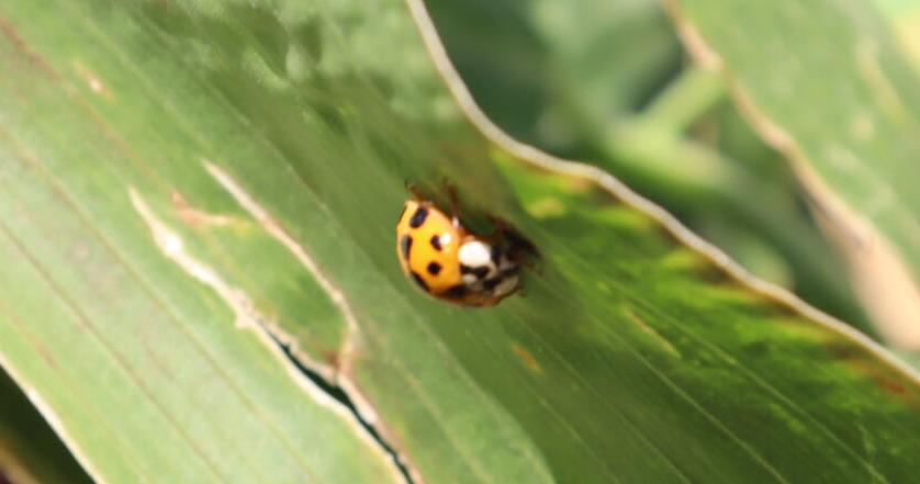Asian lady beetles an invasive pest | Sioux Center News | nwestiowa.com