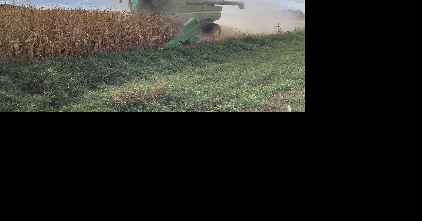 More corn planted in 2025, better harvest reported