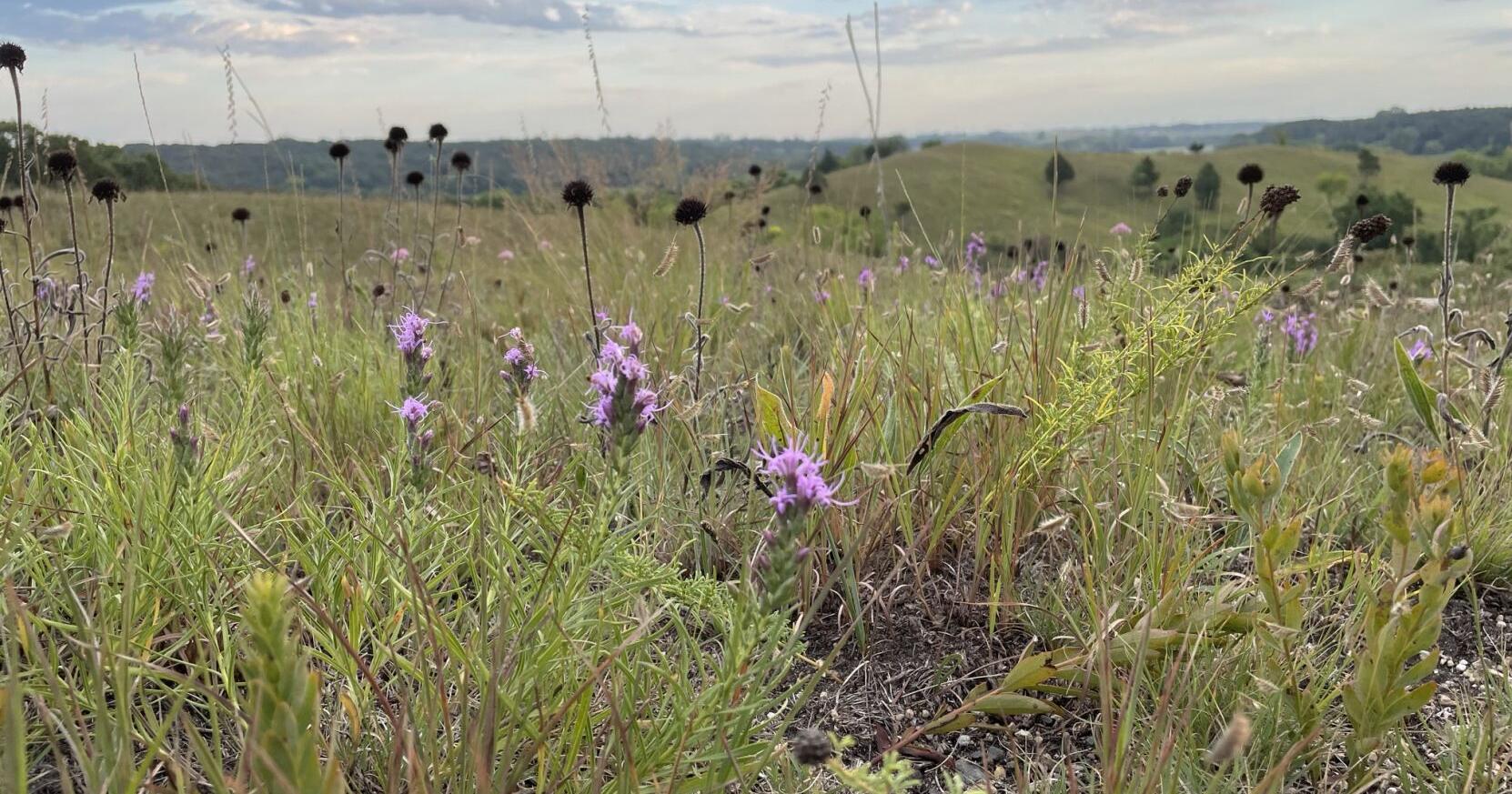 New protections in place for O'Brien prairie - Vimarsana News
