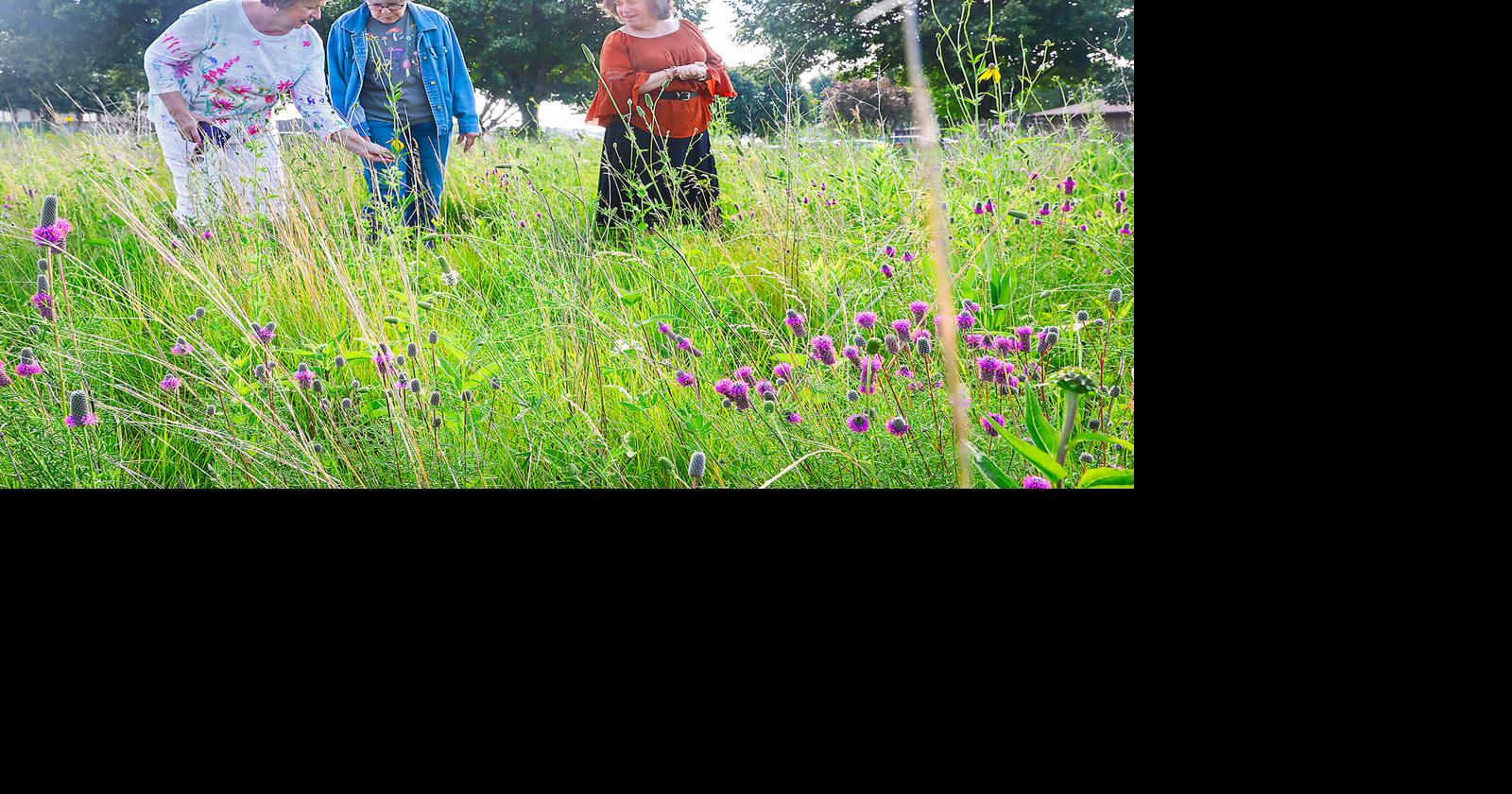 Walk among the wildflowers