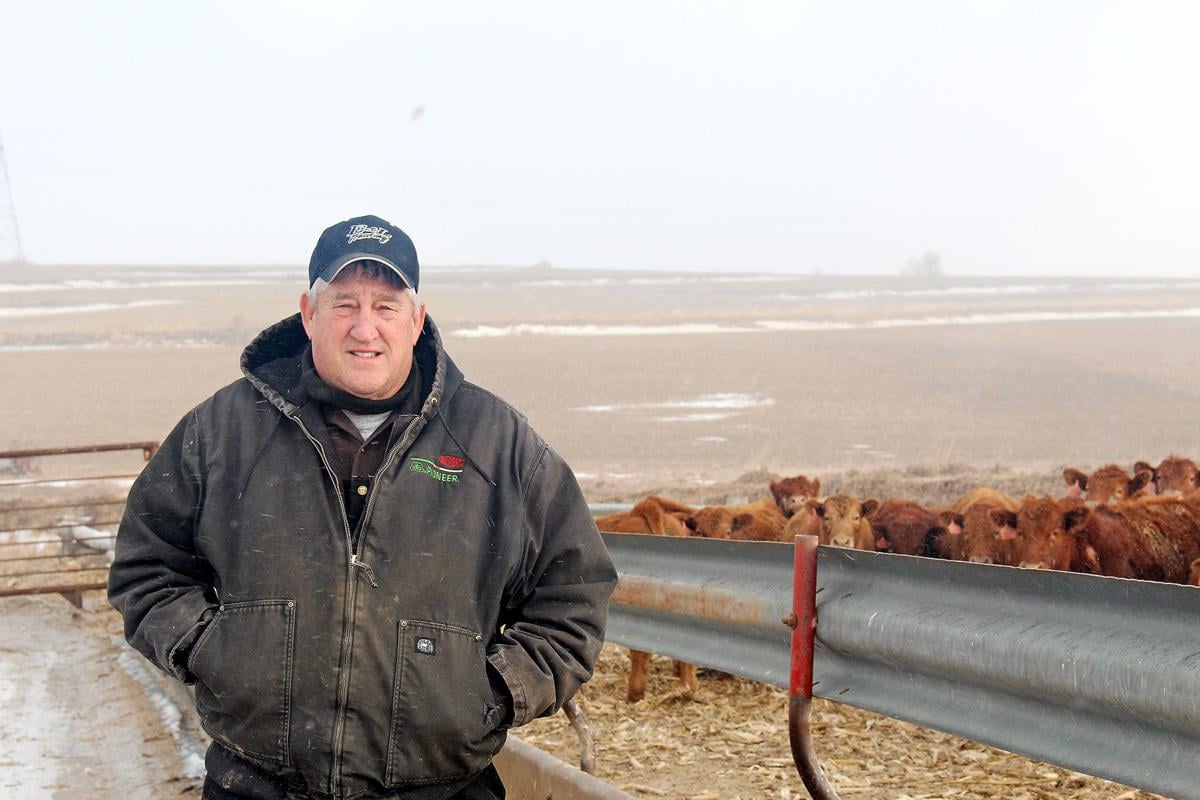 Dekkers family is proud of cattle business Hawarden Independent