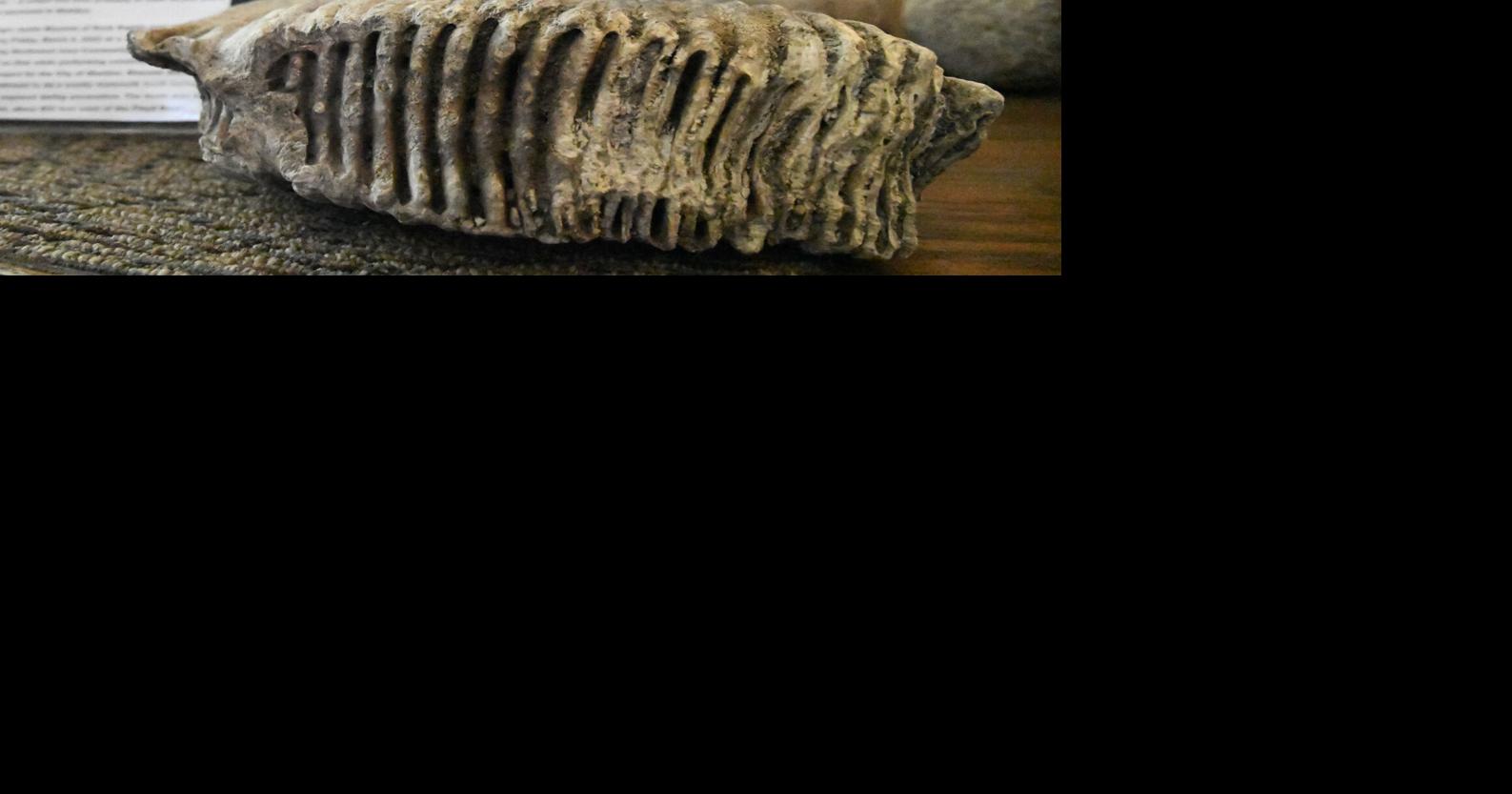 Sheldon's mammoth tooth stays rooted | News | nwestiowa.com