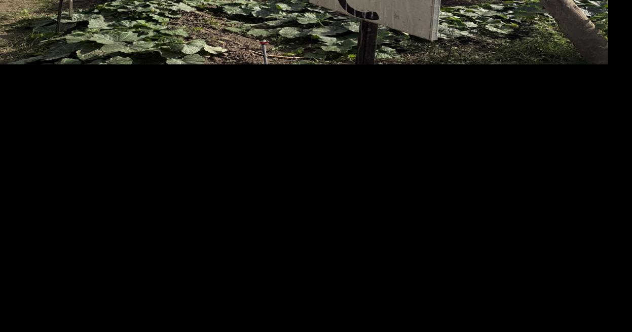 STEMM proceeds with ag training and learning center in Tanzania