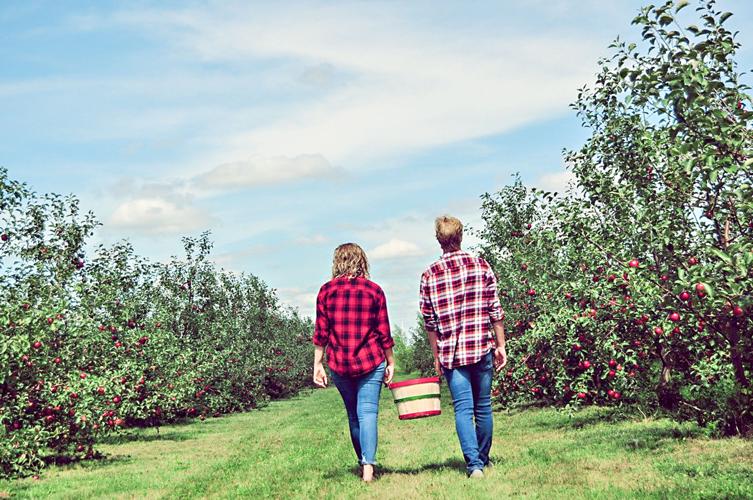 Apples and More Apples Discover