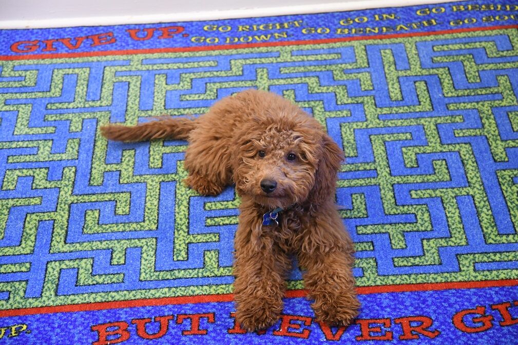 Pup brings joy to Orange City Elementary News