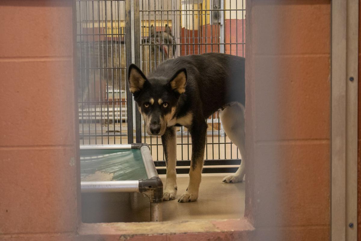 Holidays bring overcrowding to local animal shelters | News | Holidays bring overcrowding to local animal shelters | News |