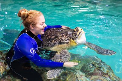 Aubrey Ewing Spent Internship Helping Save Injured Sea Turtles