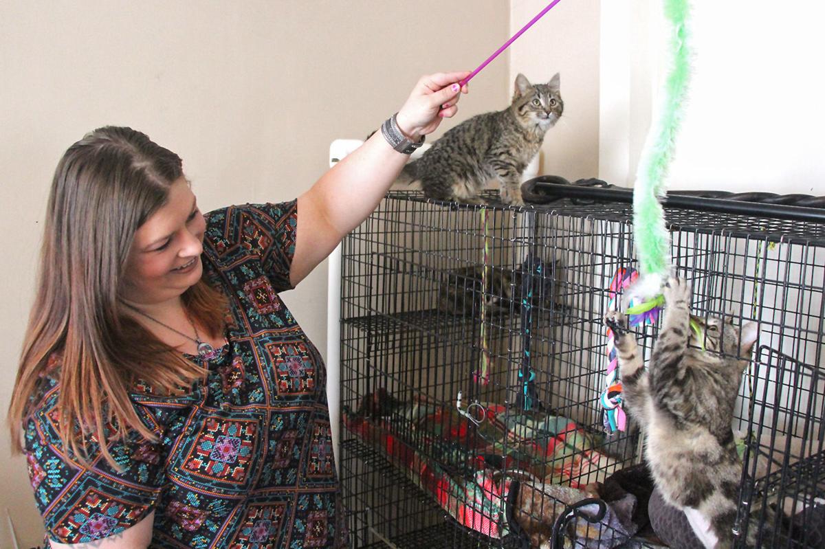 New Maryville Program Works To Rescue Feral Felines News Nwmissourinews Com