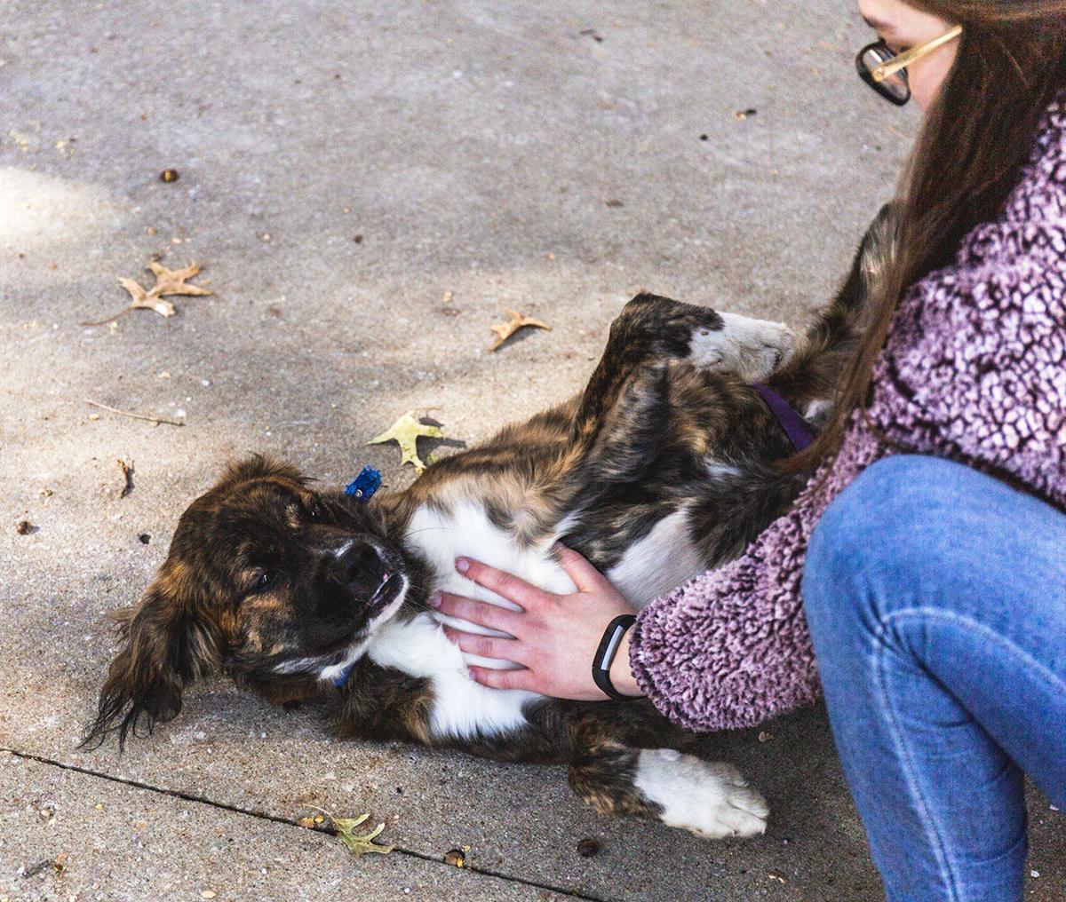 Essential Oils Could Be Harmful To Pets Maryville Vets Provide
