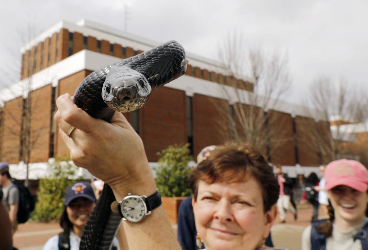 Eastern Indigo Snake