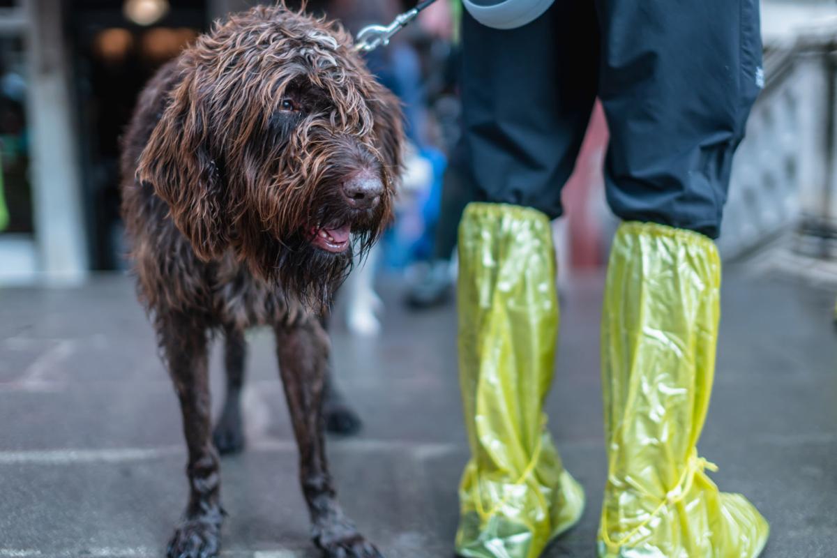 Top 5 Things-to-Do to Prepare Your Pet for Hurricane Season (Image)