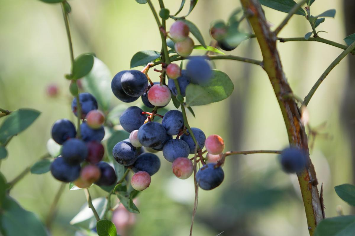 Blueberry season in full swing in East Alabama Local News