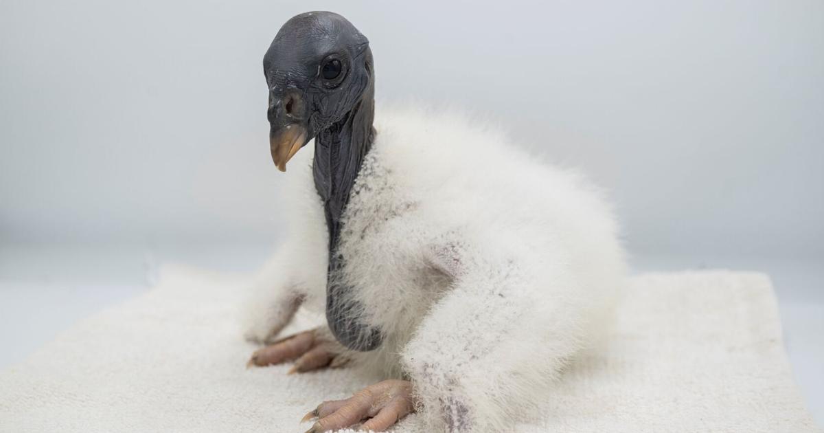 Why a New York zoo is feeding a baby vulture with a hand puppet
