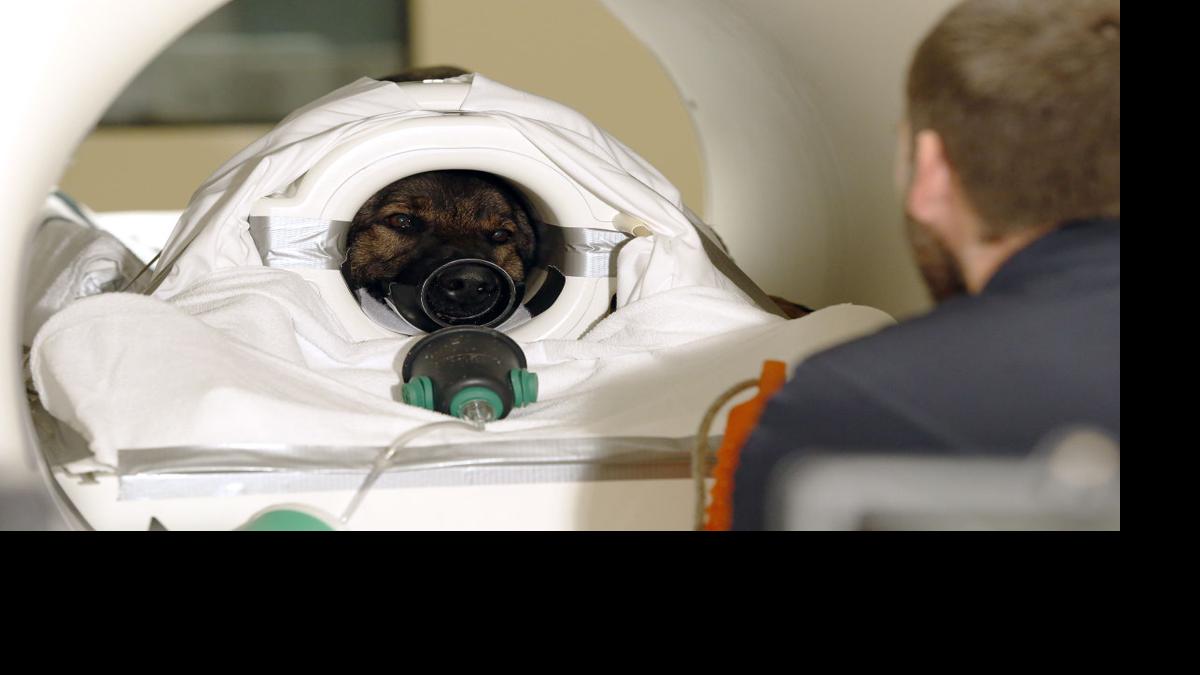 Auburn One Of Three Institutions To Perform Awake Dog Imaging Local News Oanow Com