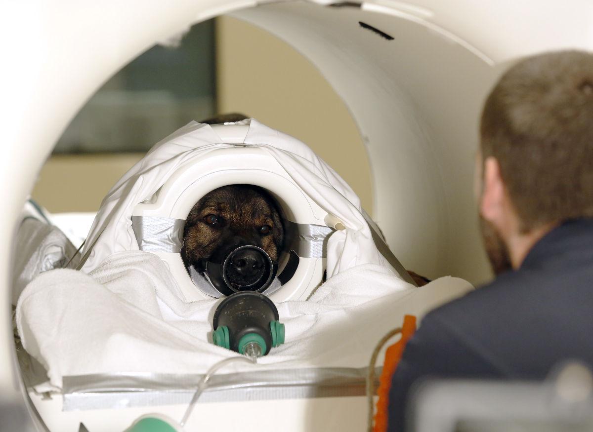 Auburn one of three institutions to perform awake dog