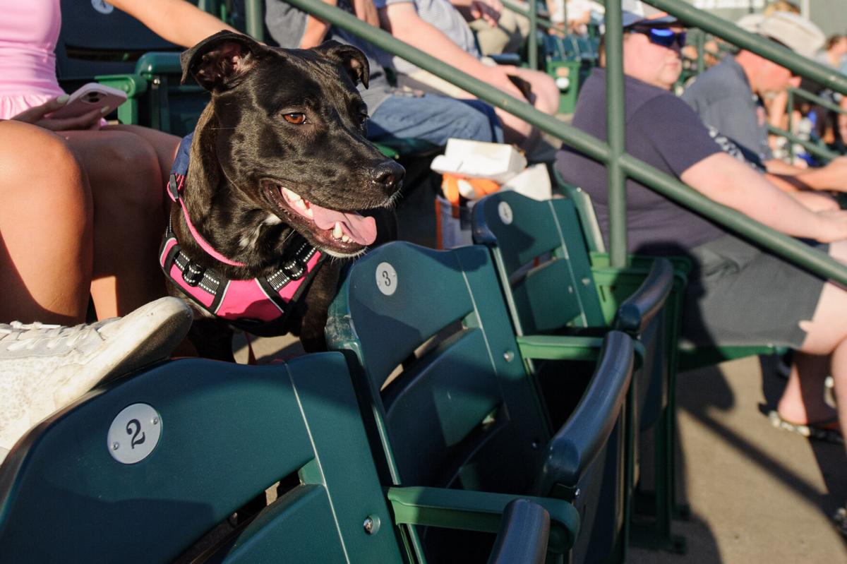 Auburn Baseball - Bark in the Park 🐶 Join us for everyone's