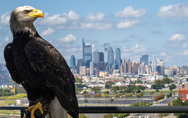 Freedom, feathers and Philly: America250 festivities to feature special AU guest