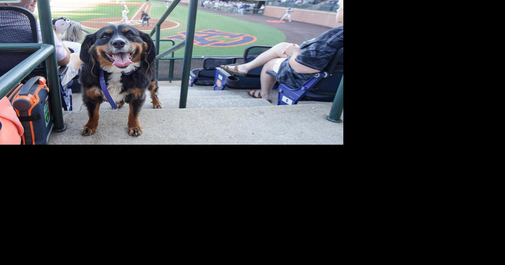 Dogs at the diamond: 10 pups who attended this week's Bark in the Park games