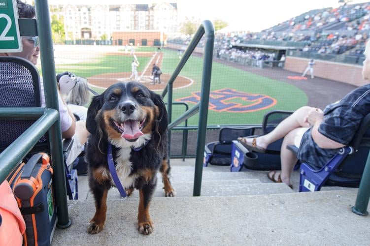 Bark at the Park: Dogs at MLB games