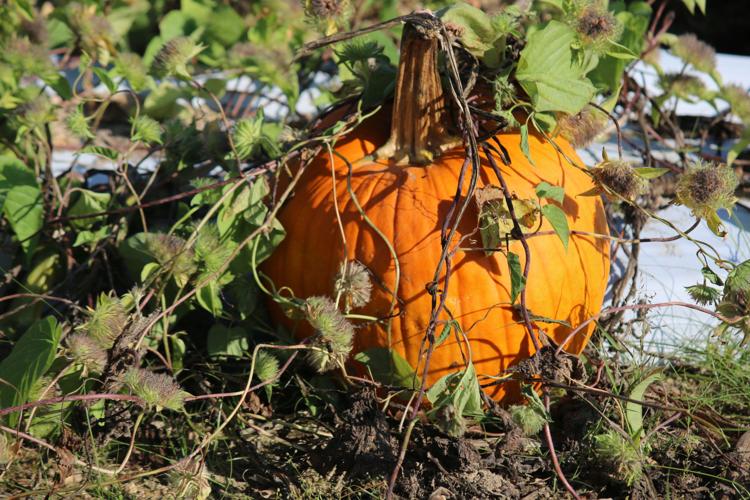 Auburn pumpkin patches welcome those seeking Fall delights